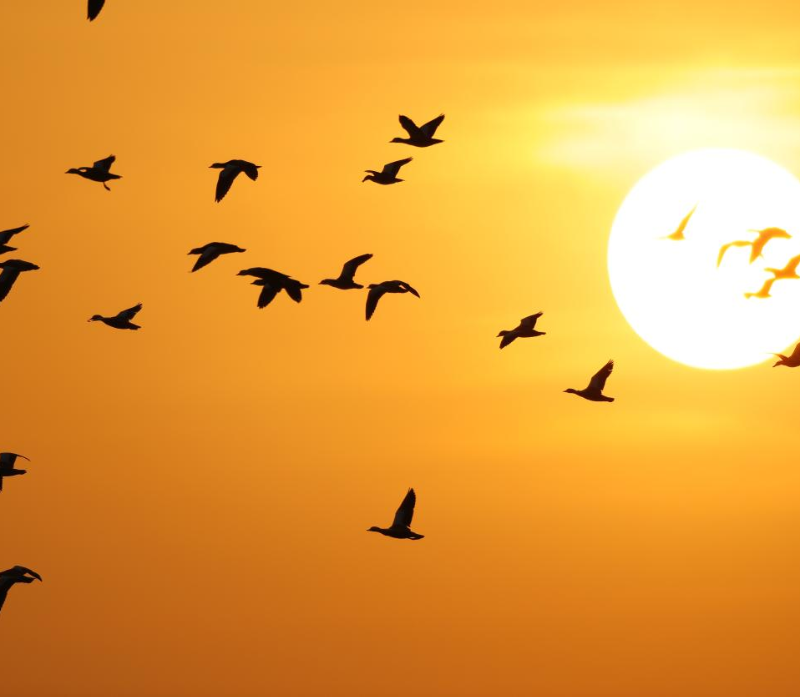 短嘴豆雁从库区水域飞向小漕村 摄影 李爱宏.png