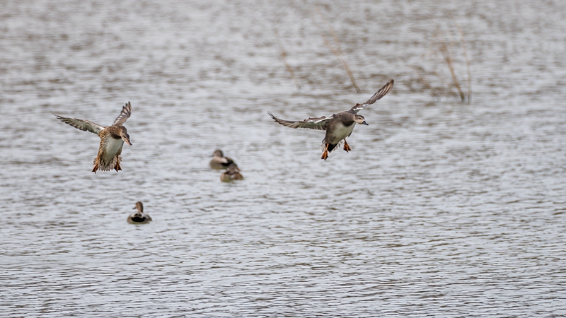 翅榜鸭 摄影：宋会强.jpg