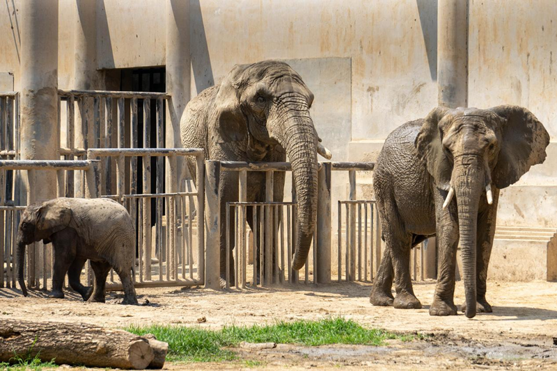 北京八达岭野生动物世界2 800.png