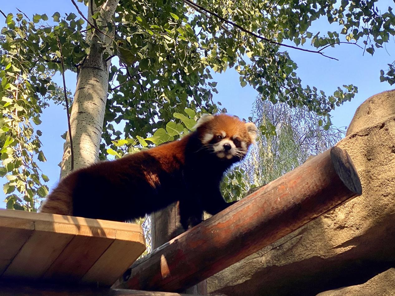 北京八达岭野生动物世界3 800.png