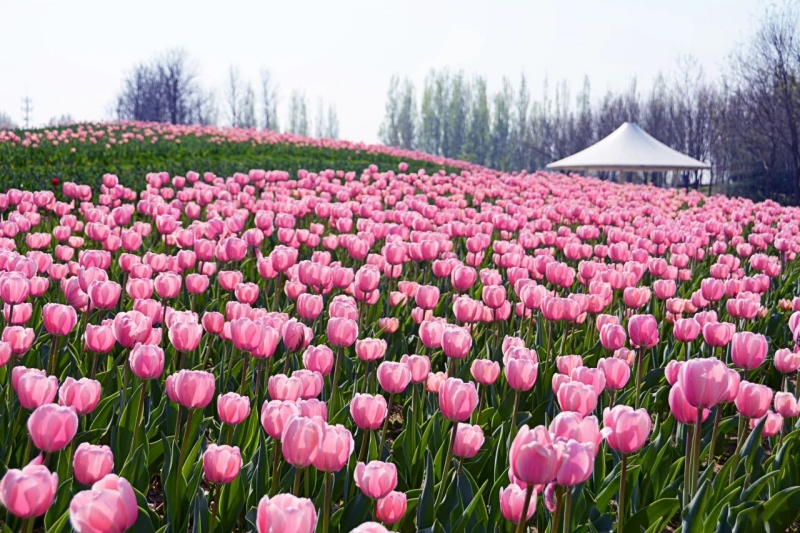 图源北京国际鲜花港 正文1 800.jpg