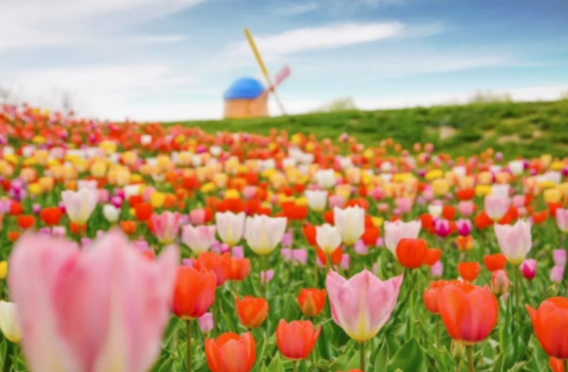 图源 北京国际鲜花港 正文2 800.jpg