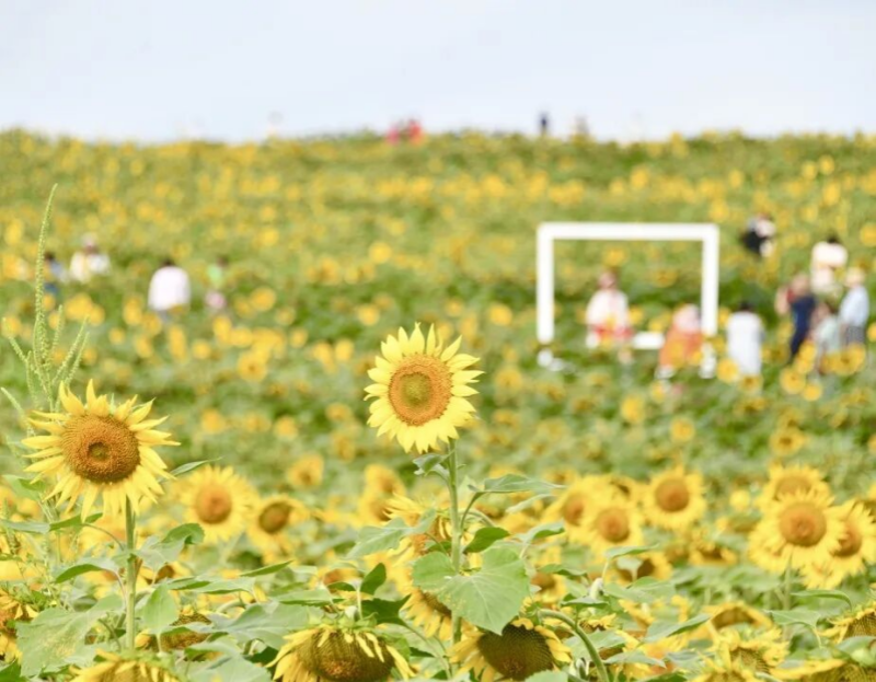 图片9.png 图片9.png